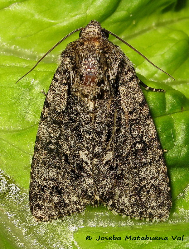 Acronicta (Viminia) rumicis - Noctuidae